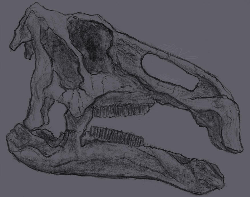 a pencil drawing of a side profile of an edmontosaurus skull